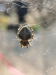 Araneus ventricosus