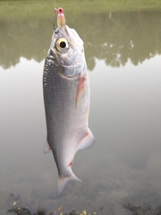 Hiodon alosoides