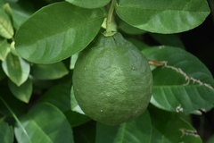 Citrus × pyriformis