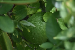 Citrus × pyriformis