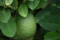 Citrus × pyriformis