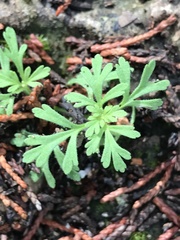 Leucospora multifida