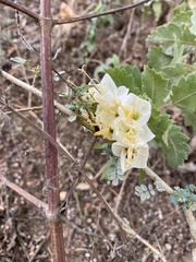Cantua quercifolia, photograph tlaloc27, CC BY, iNaturalist via GBIF