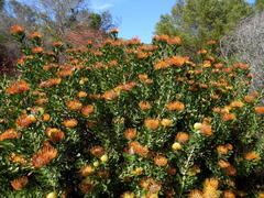 Leucospermum praecox