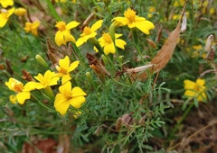 Tagetes lunulata
