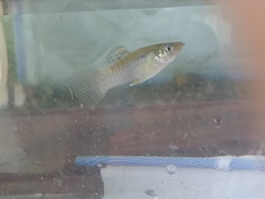 Poecilia vandepolli