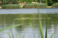 Nuphar lutea