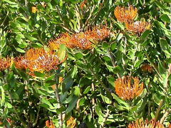 Leucospermum praecox