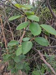 Actinidia eriantha
