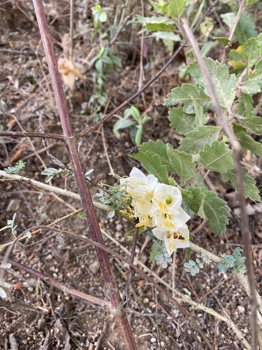 Cantua quercifolia, photograph 3