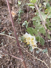Cantua quercifolia, photograph tlaloc27, CC BY, iNaturalist via GBIF