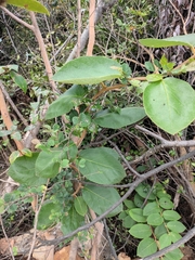 Actinidia eriantha