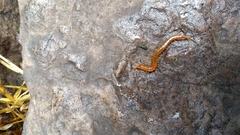 Scolopocryptopidae