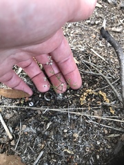 Spermolepis divaricata