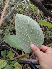 Actinidia eriantha