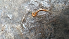 Scolopocryptopidae