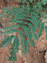 Albizia kalkora