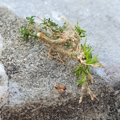 Gelis melanocephalus