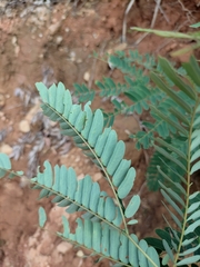 Albizia kalkora