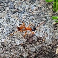 Gelis melanocephalus