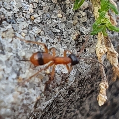 Gelis melanocephalus