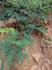 Albizia kalkora
