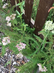 Achillea millefolium