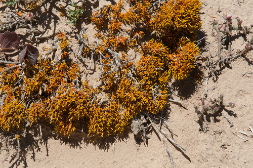Dufourea flammea image