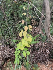 Sargentodoxa cuneata