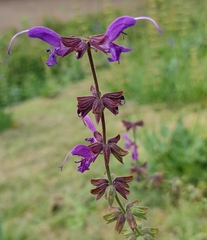Salvia pratensis