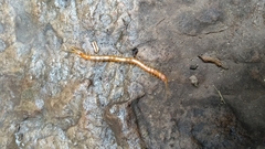 Scolopocryptopidae