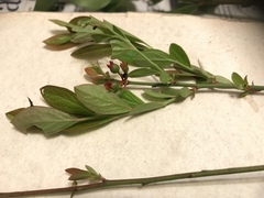 Vaccinium tenellum