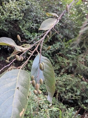 Alniphyllum fortunei