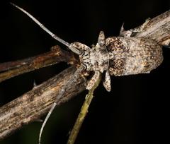 Crossotus stypticus aethiops