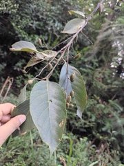 Alniphyllum fortunei