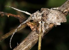 Crossotus stypticus aethiops