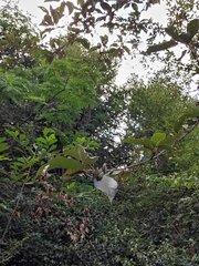 Alniphyllum fortunei
