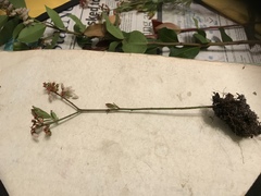 Vaccinium tenellum