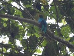 Pharomachrus auriceps