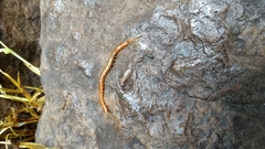 Scolopocryptopidae