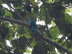 Pharomachrus auriceps