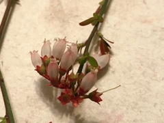 Vaccinium tenellum