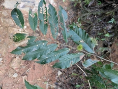 Castanea seguinii