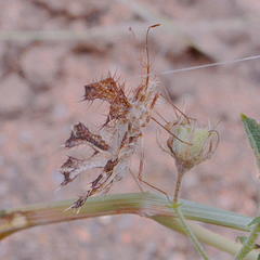 Pephricus