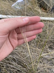 Hesperostipa curtiseta