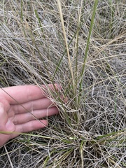 Hesperostipa curtiseta