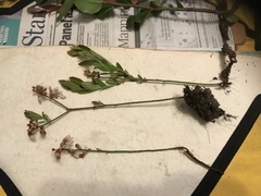 Vaccinium tenellum