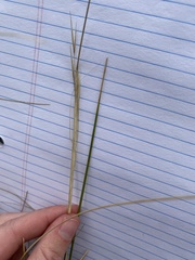 Hesperostipa curtiseta