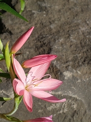 Hesperantha coccinea