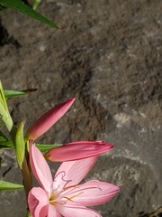 Hesperantha coccinea